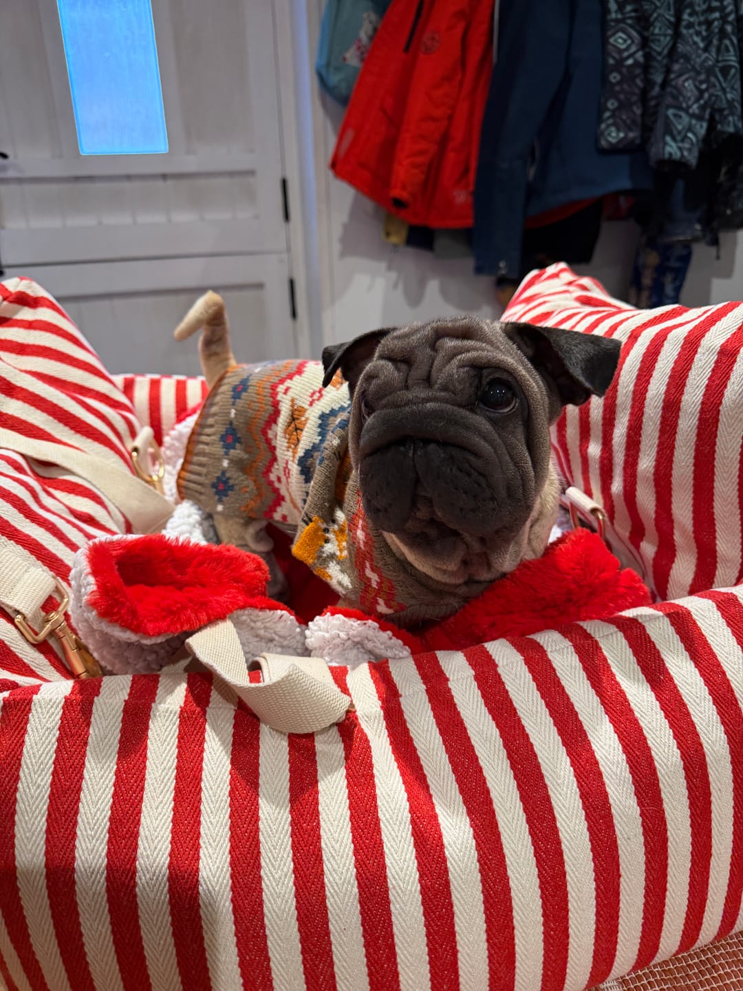 Customer photo review of Candy Cane Stripe | The Canvas Car Seat