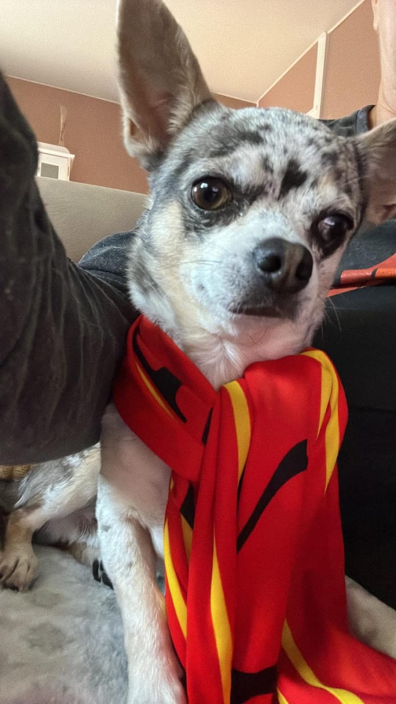 Customer photo review of Croquettes Chien Poulet Sans Céréales Ajoutées, Légumes Toutes Tailles