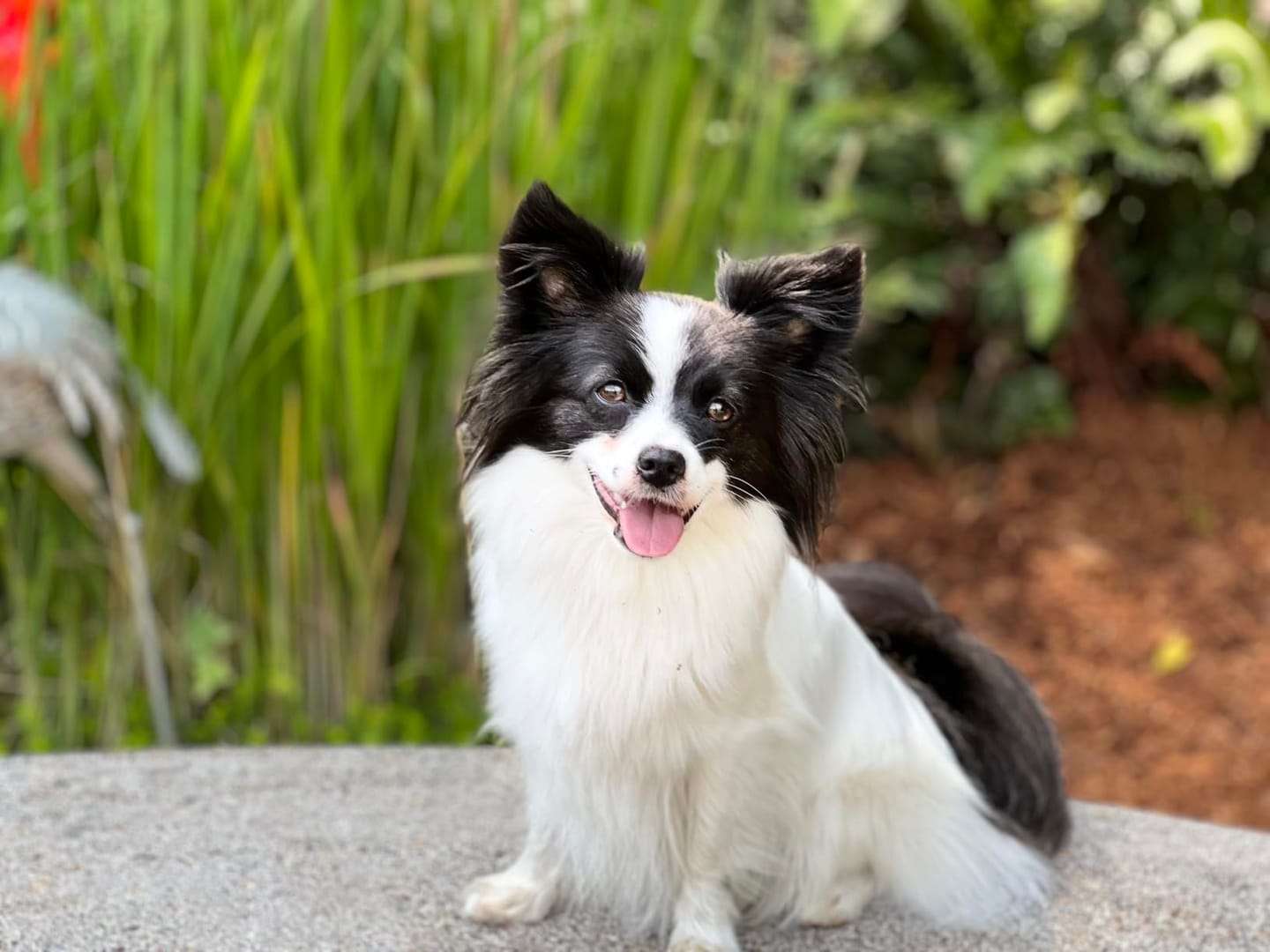 Customer photo review of Natural Dog Dental Powder
