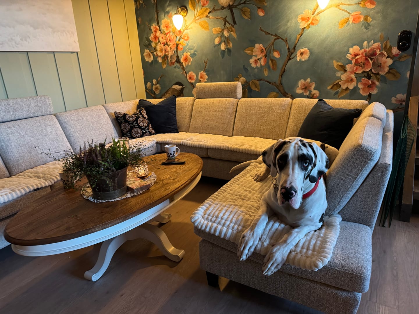 Customer photo review of Koselig Sofatrekk – Hundens favorittplass