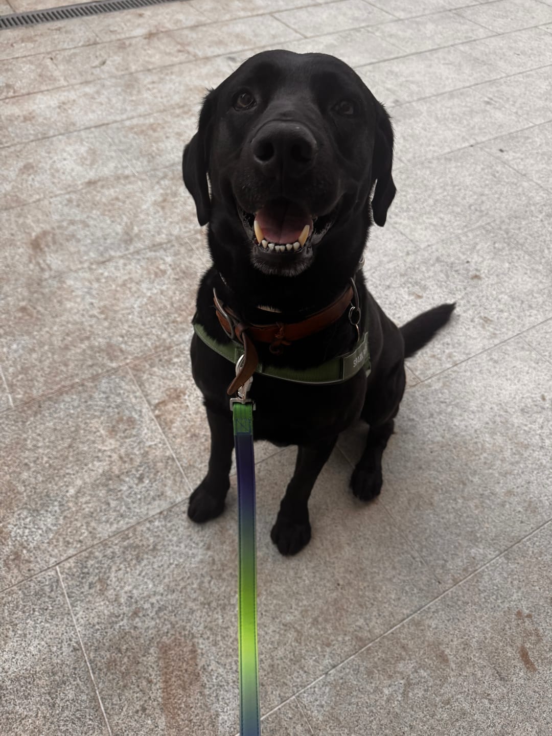 Customer photo review of Grab & Go Harness - Army Green