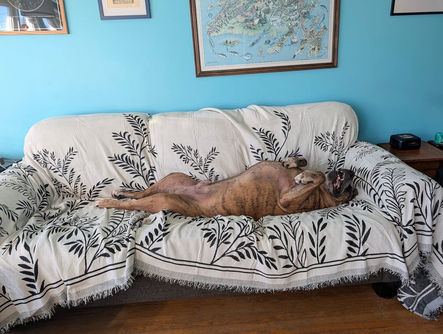 Customer photo review of Pet Couch Cover - Willow Black