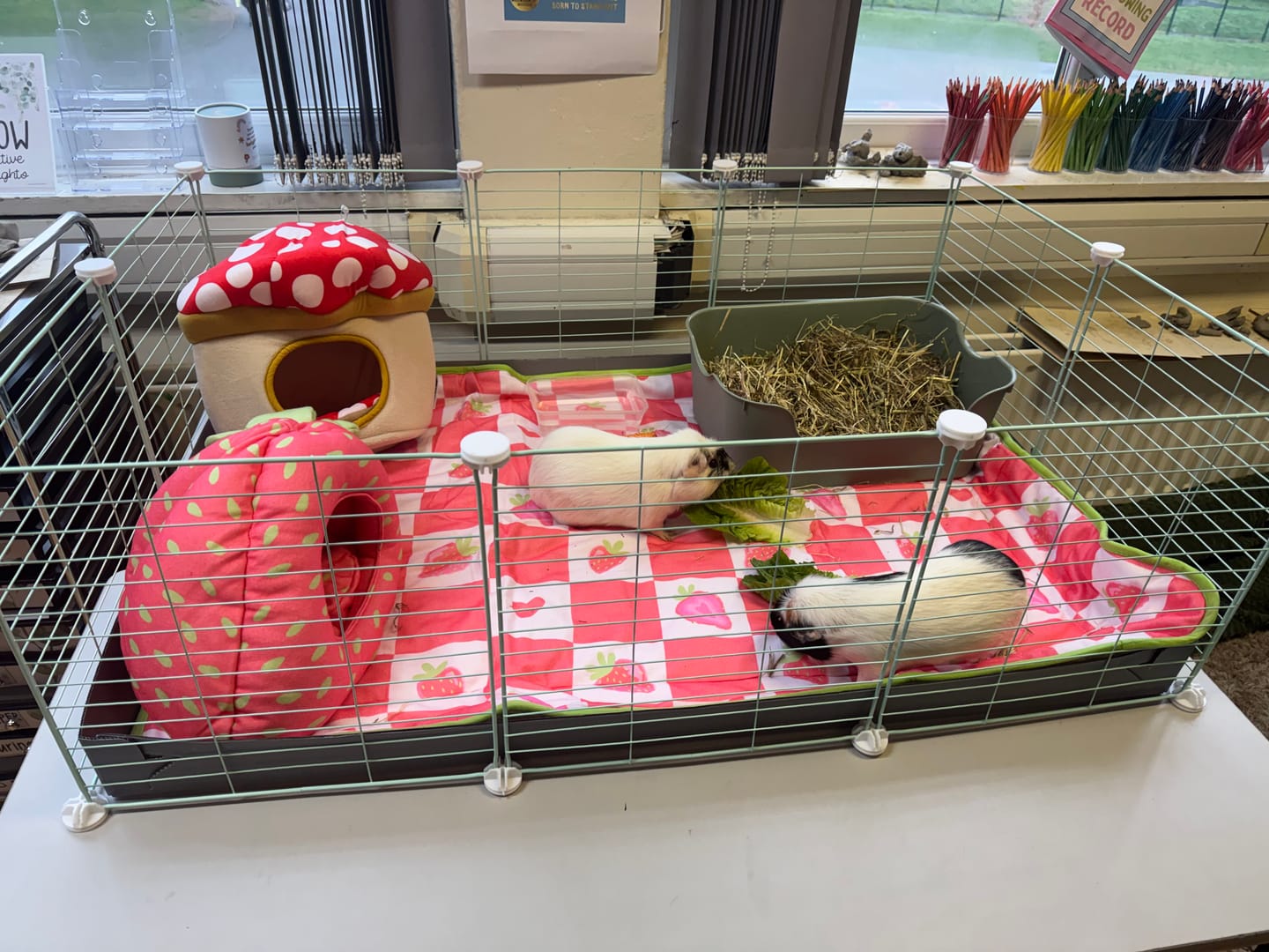 Customer photo review of Plush Fleece Liner for Guinea Pigs | Strawberry