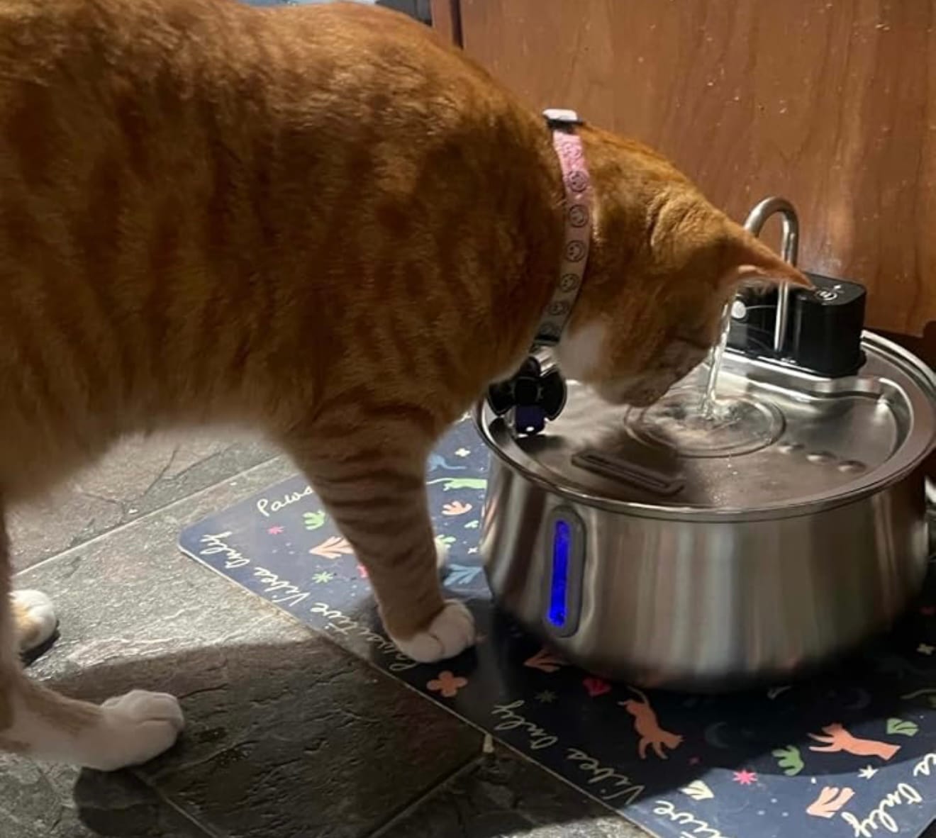 Customer photo review of Motion-Sensor Stainless Steel Pet Fountain