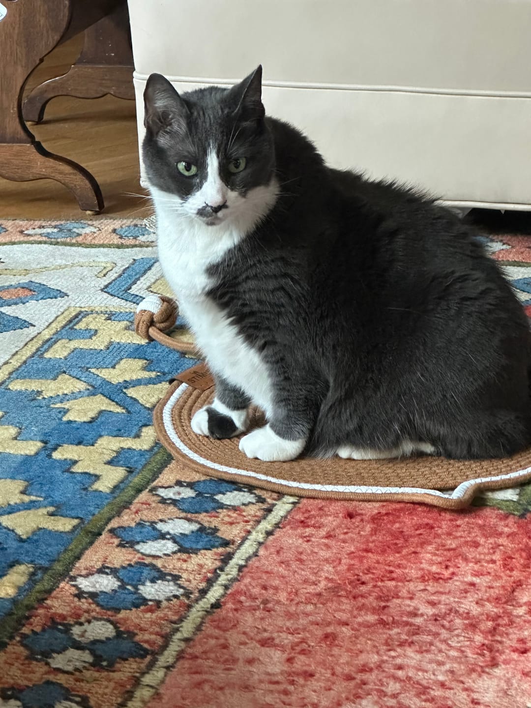 Customer photo review of Instinct Mat | The Scratching Mat Her Biology Actually Recognizes (NEW)