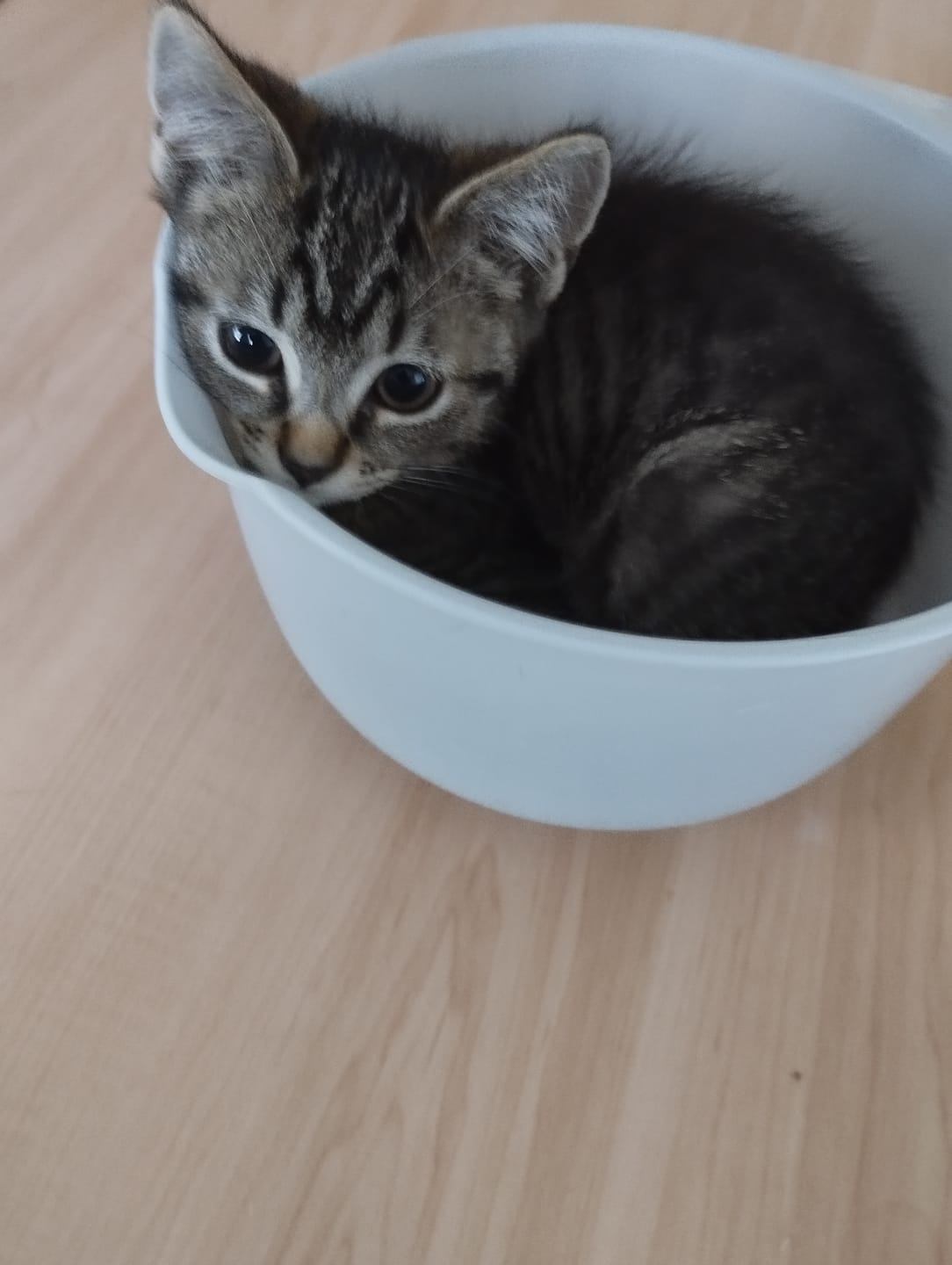 Customer photo review of Mousses riches en volaille & aux carottes (Chaton)