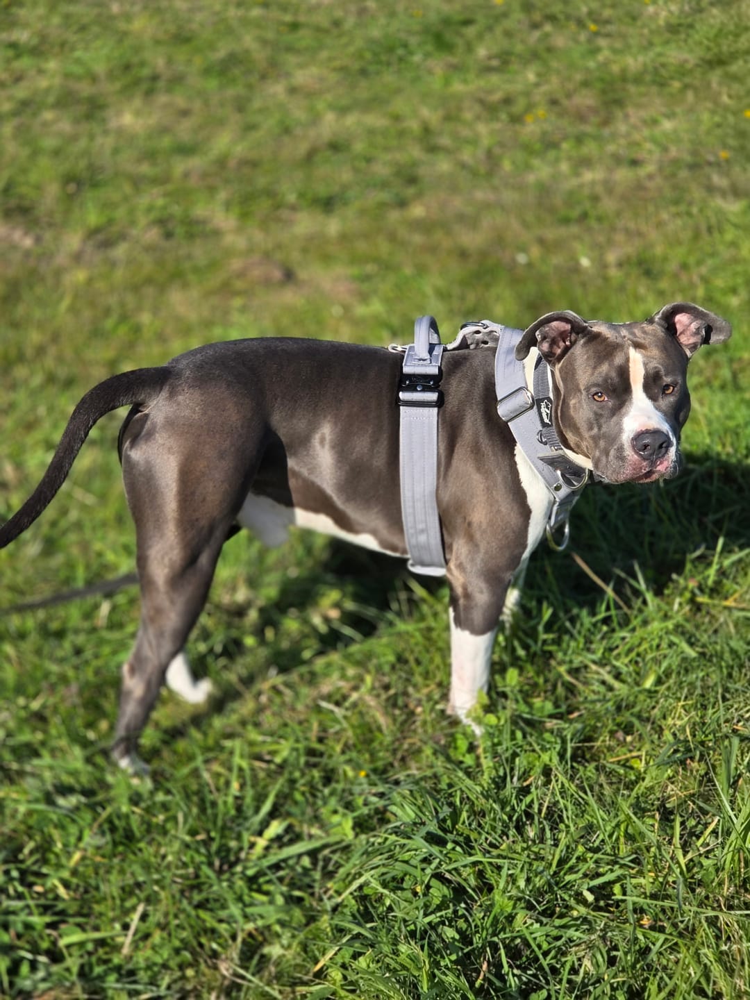 Customer photo review of Szelki z szybką klamrą - Easy Walk Extreme Szare