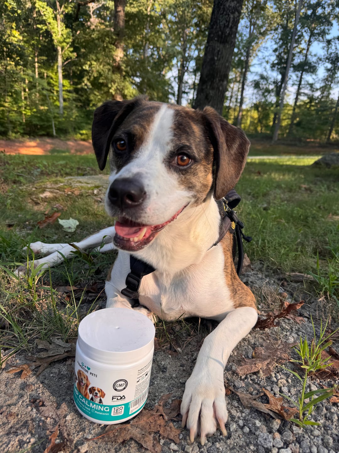 Customer photo review of Hemp Calming Chews for Dogs – 120 Soft Chews