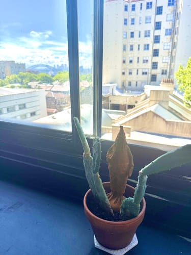 Customer's Mr Featherwick rooster statue tucked into a cactus plant pot on a sunny windowsill.