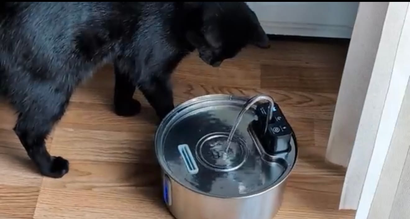 Customer photo review of Motion-Sensor Stainless Steel Pet Fountain
