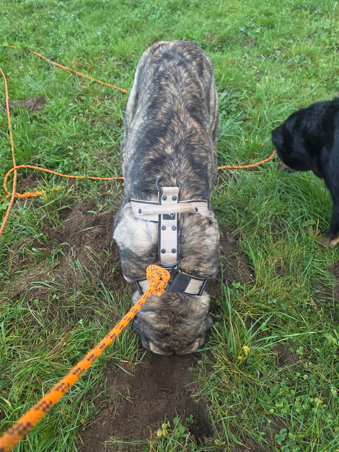 Customer photo review of Easy Walk Black Edition Beige - Sele med handtag