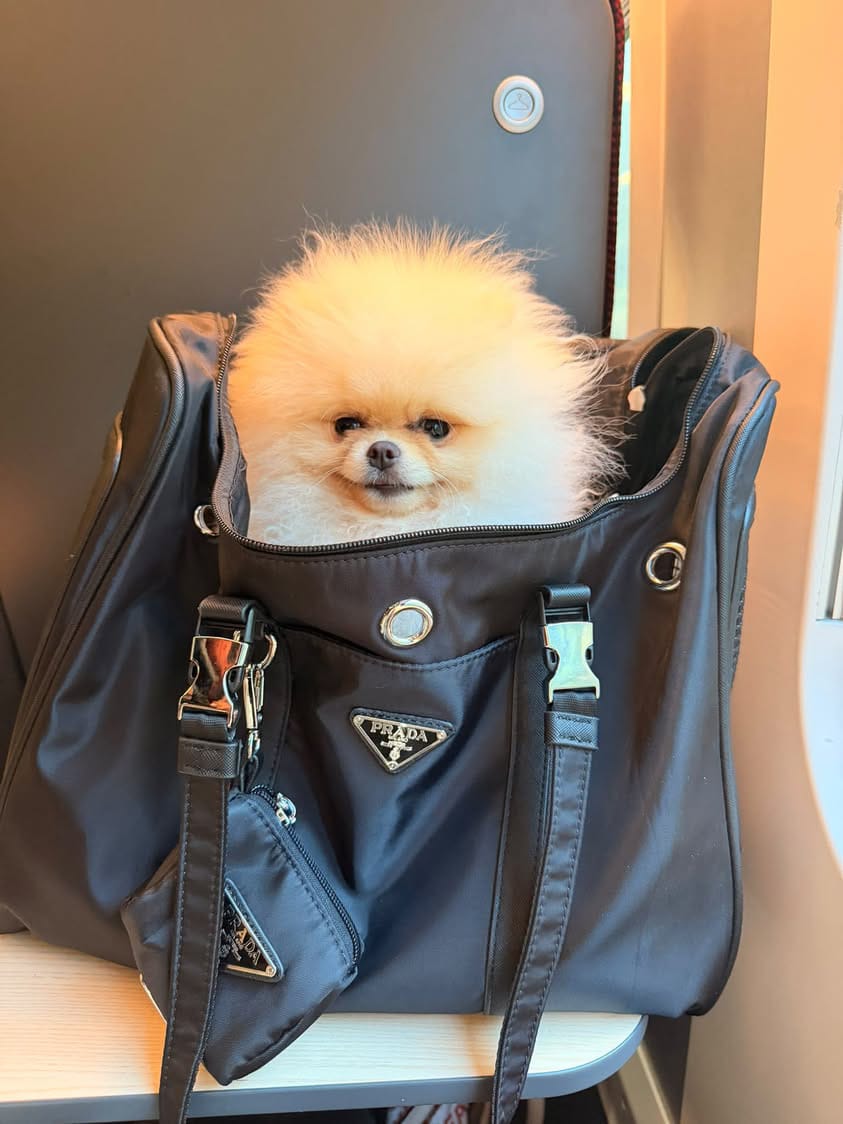 Customer photo review of PR Dog Carrier
