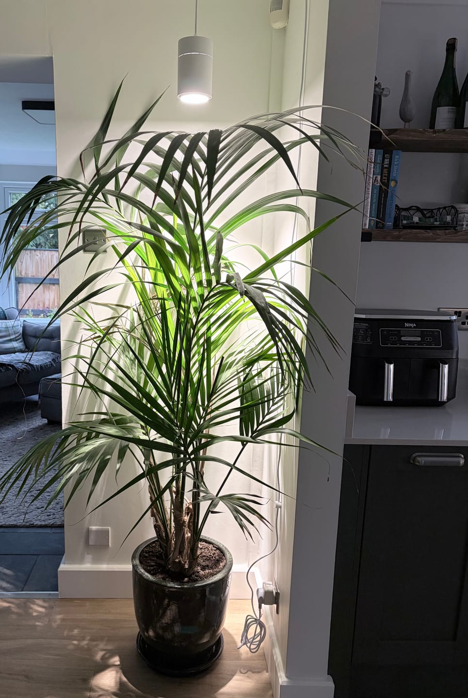 Customer photo review of Claria Grow Light Pendant: Grow Anywhere