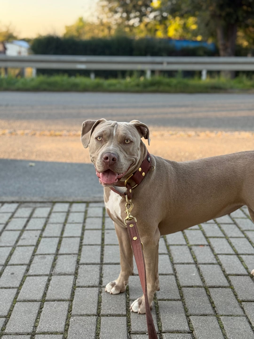 Customer photo review of Martingale Gold Edition Dark Brown