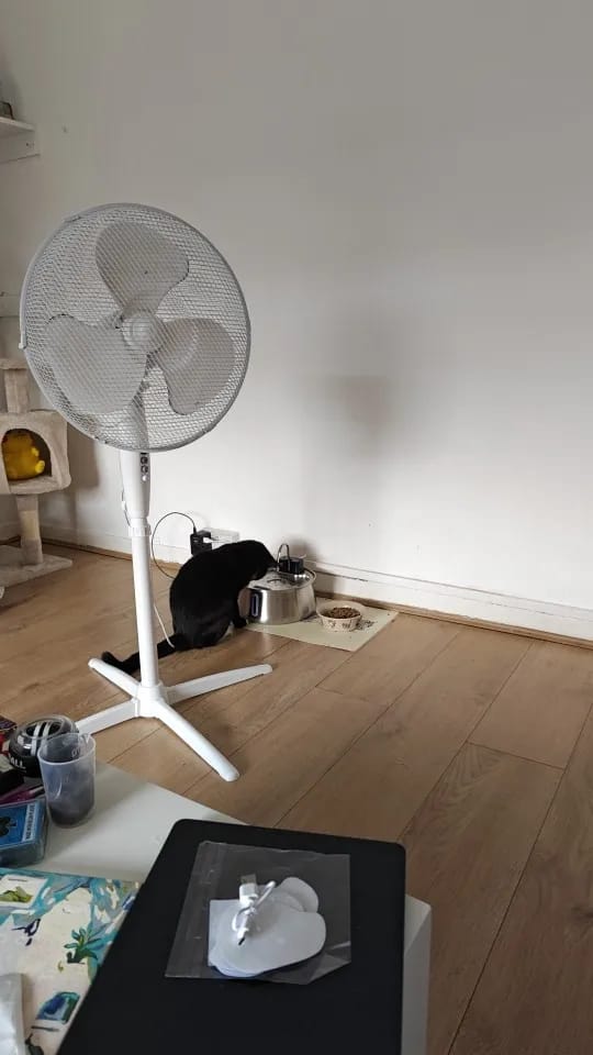 Customer photo review of Motion-Sensor Stainless Steel Pet Fountain