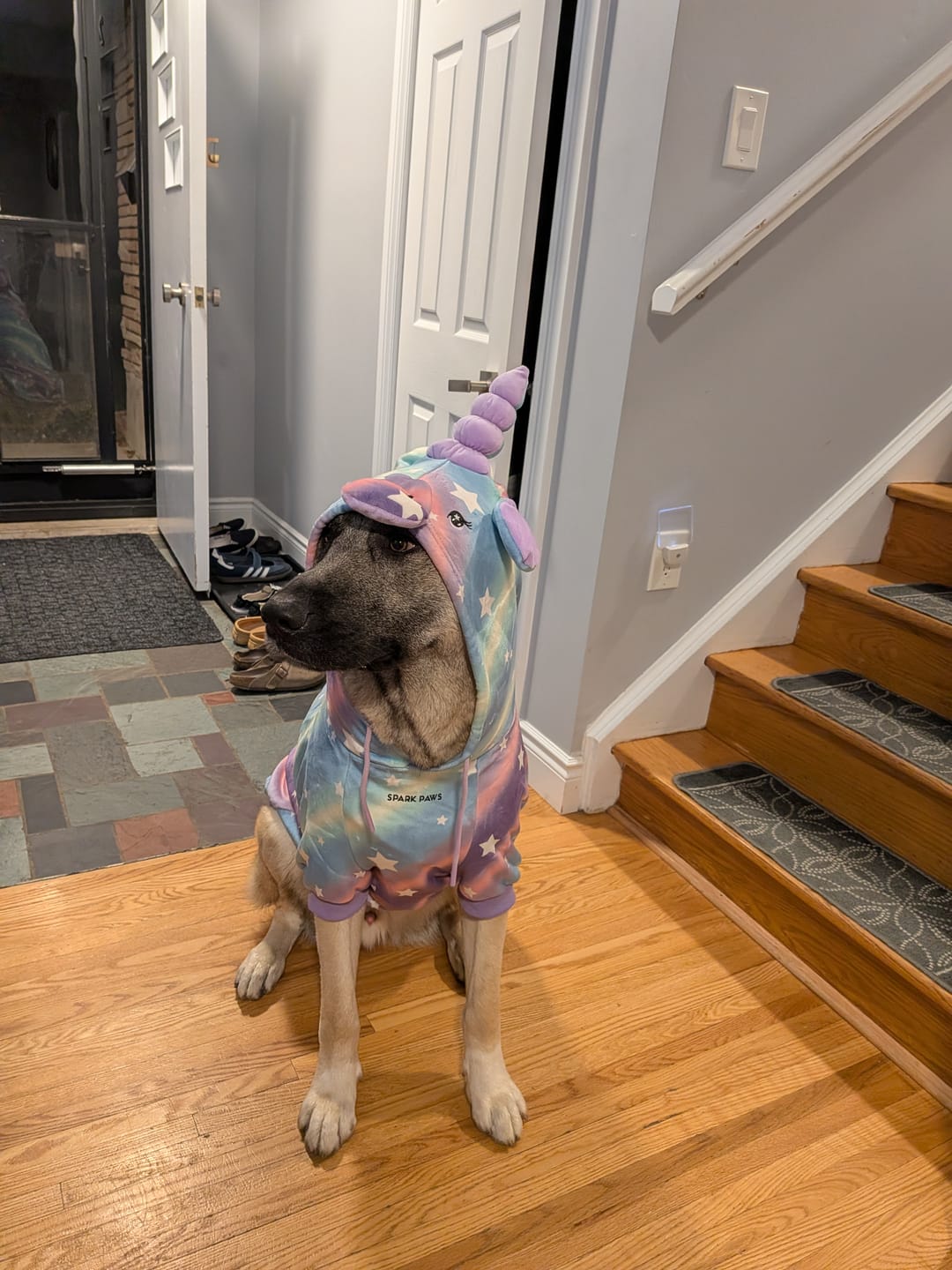 Customer photo review of Halloween Dog Hoodie - Unicorn