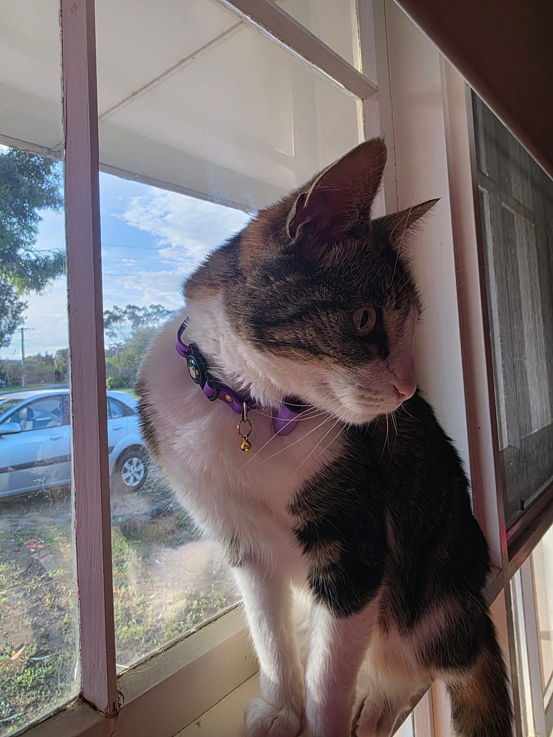 Customer photo review of Handmade Leather Cat Collar - Lilac