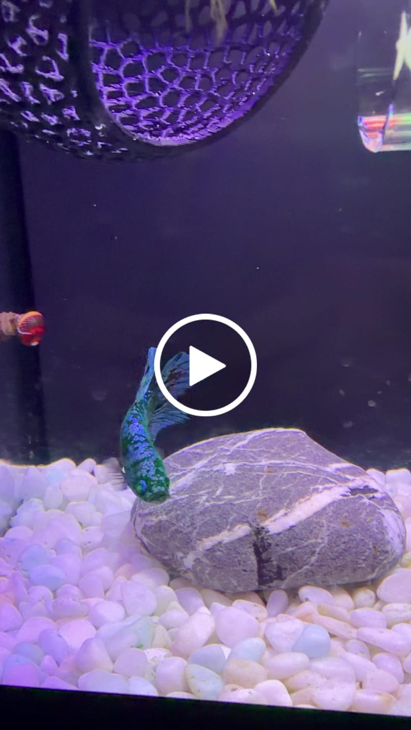 Customer video review of Galaxy Hulk Plakat Male Betta Fish | Exotic Grade | You Pick