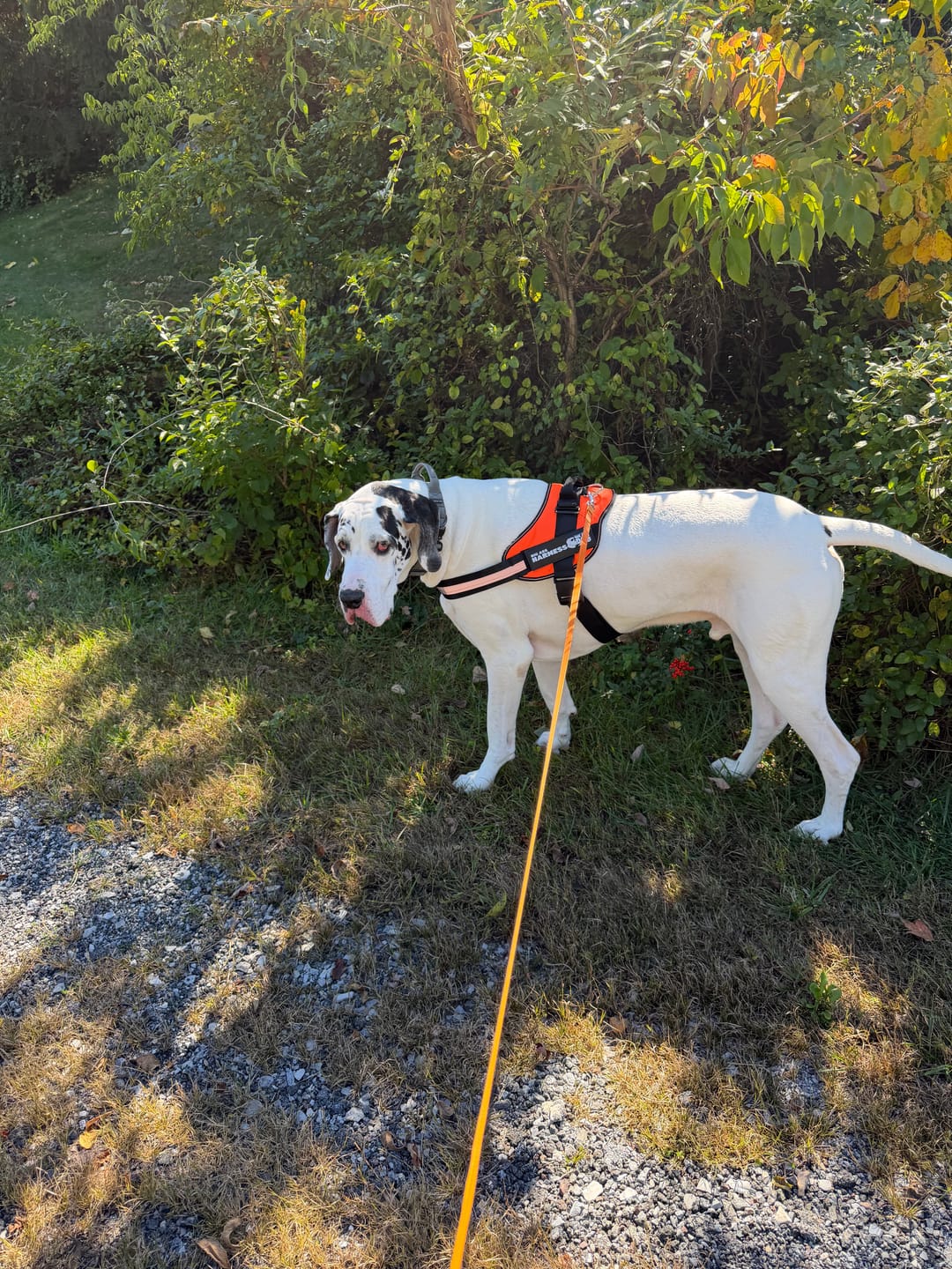 Customer photo review of Big Ass Harness
