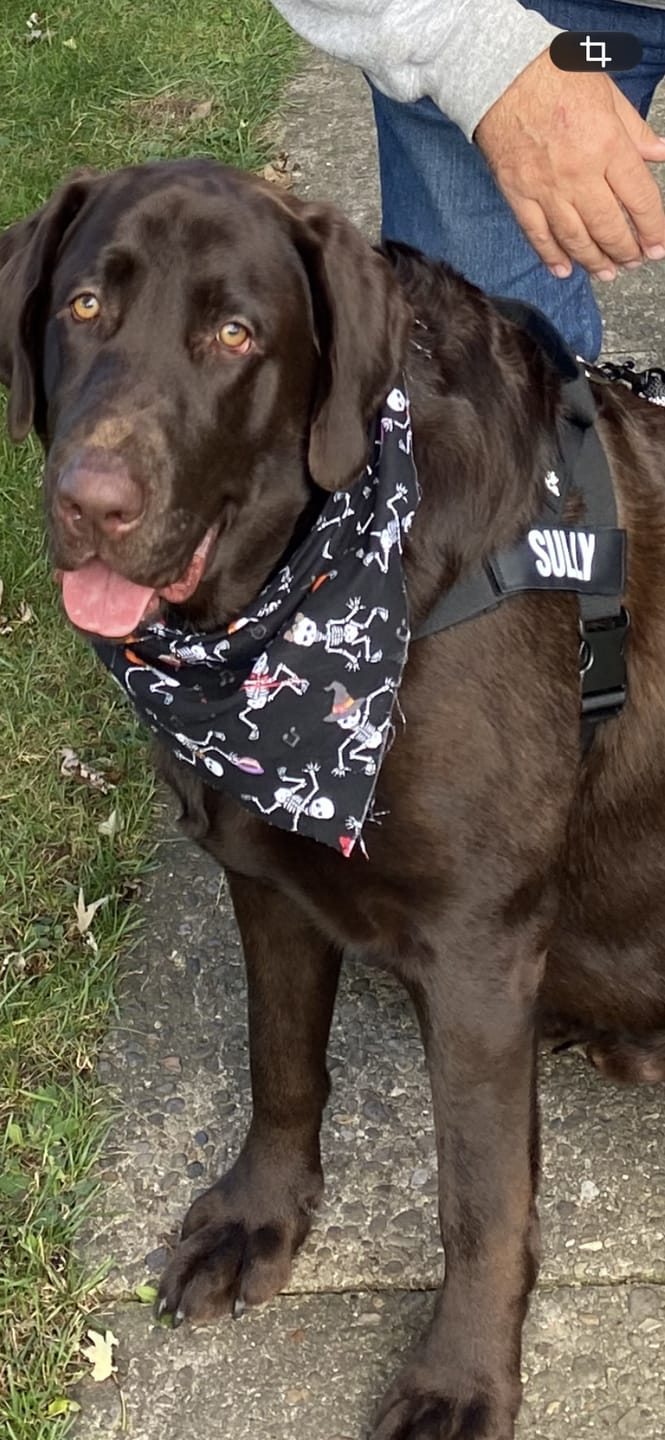 Customer photo review of No-Pull Harness [Free Today]