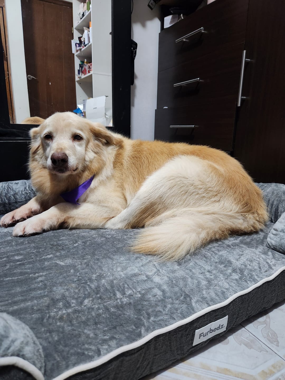 Customer photo review of Manta Relajante para Mascotas