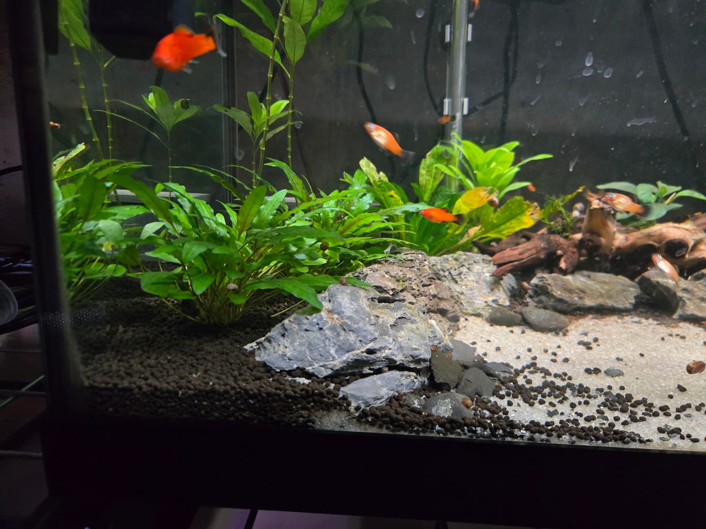 Customer photo review of Cryptocoryne Wendtii 'Green'