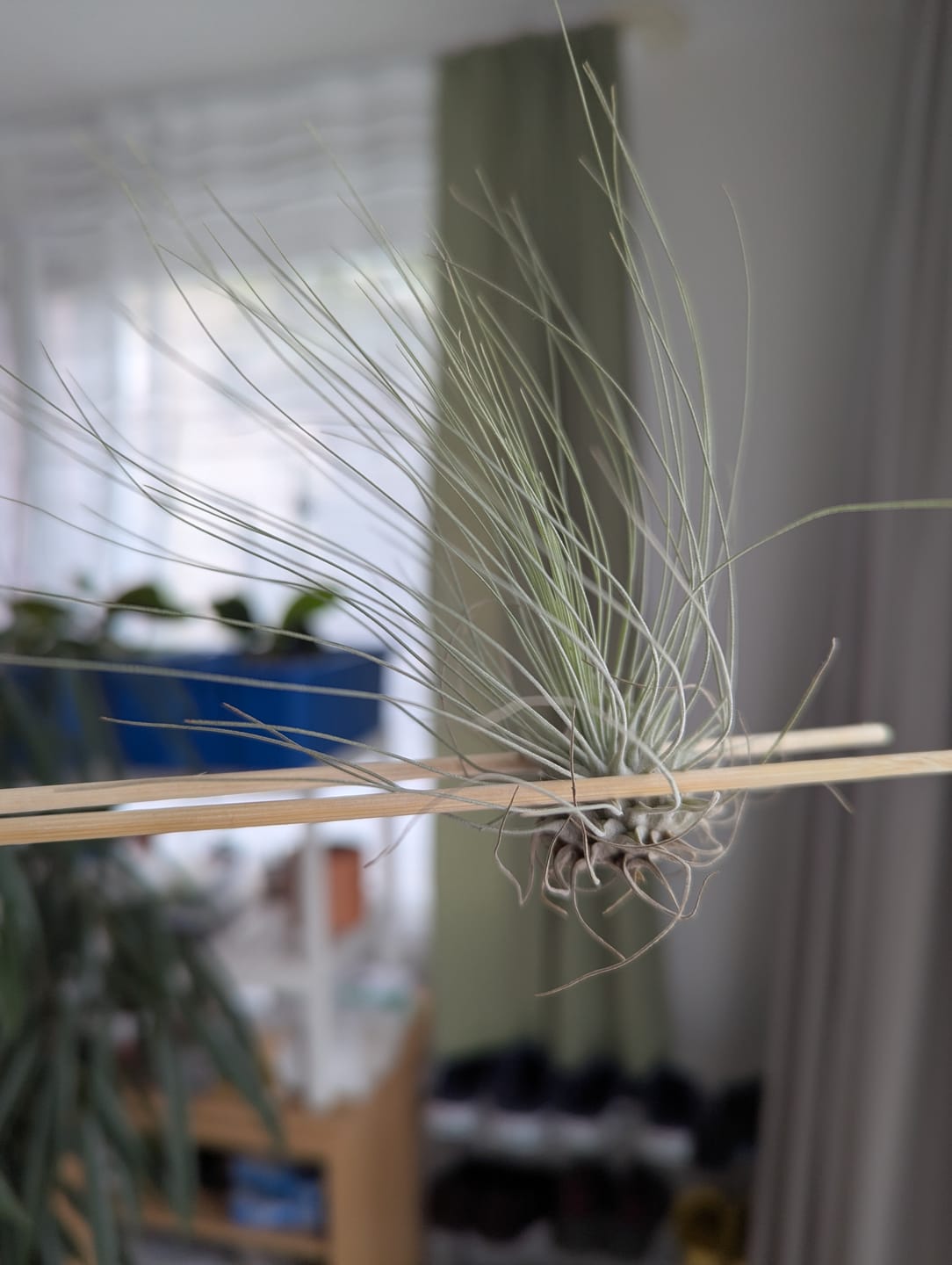Customer photo review of Tillandsia argentea
