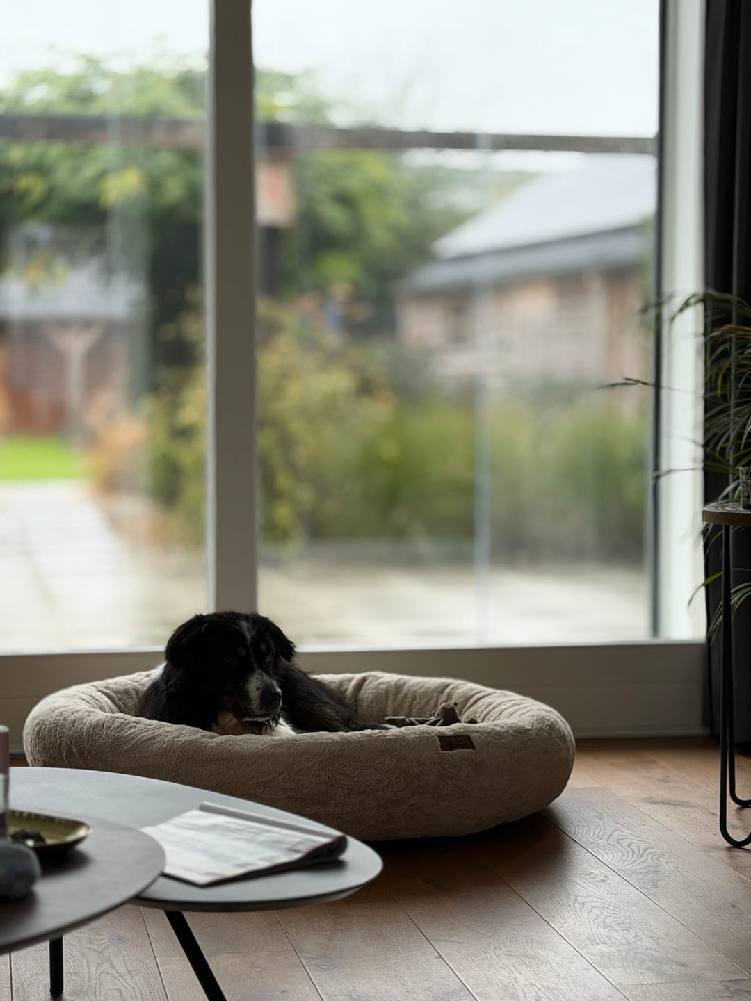Customer photo review of Pet Perfect Orthopedische Donutmand