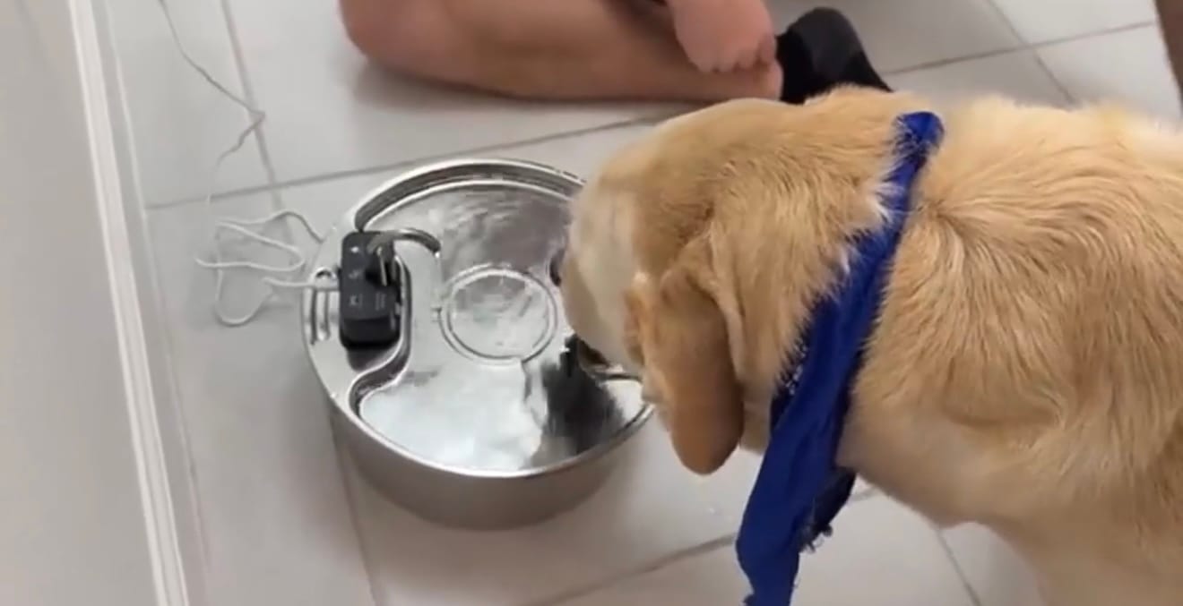 Customer photo review of Motion-Sensor Stainless Steel Pet Fountain