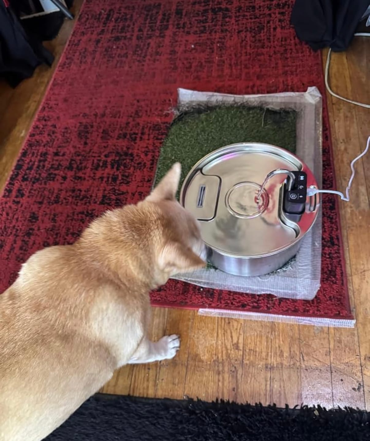 Customer photo review of Motion-Sensor Stainless Steel Pet Fountain