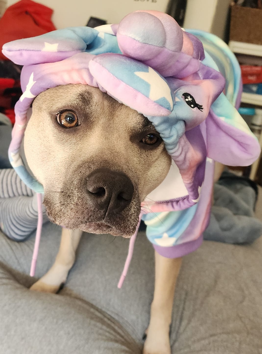 Customer photo review of Halloween Dog Hoodie - Unicorn
