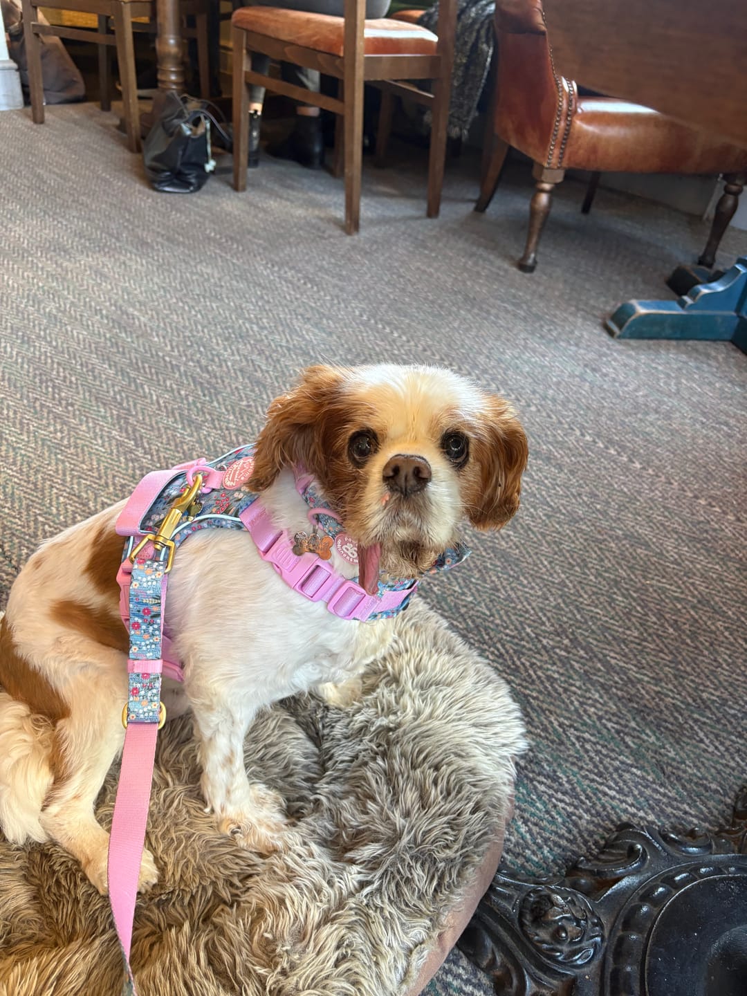 Customer photo review of Tough Trails™ Harness -  Whimsical Wildflowers