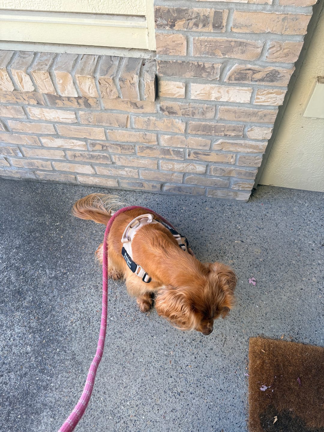 Customer photo review of SafeWalk® No-Pull Dog Harness