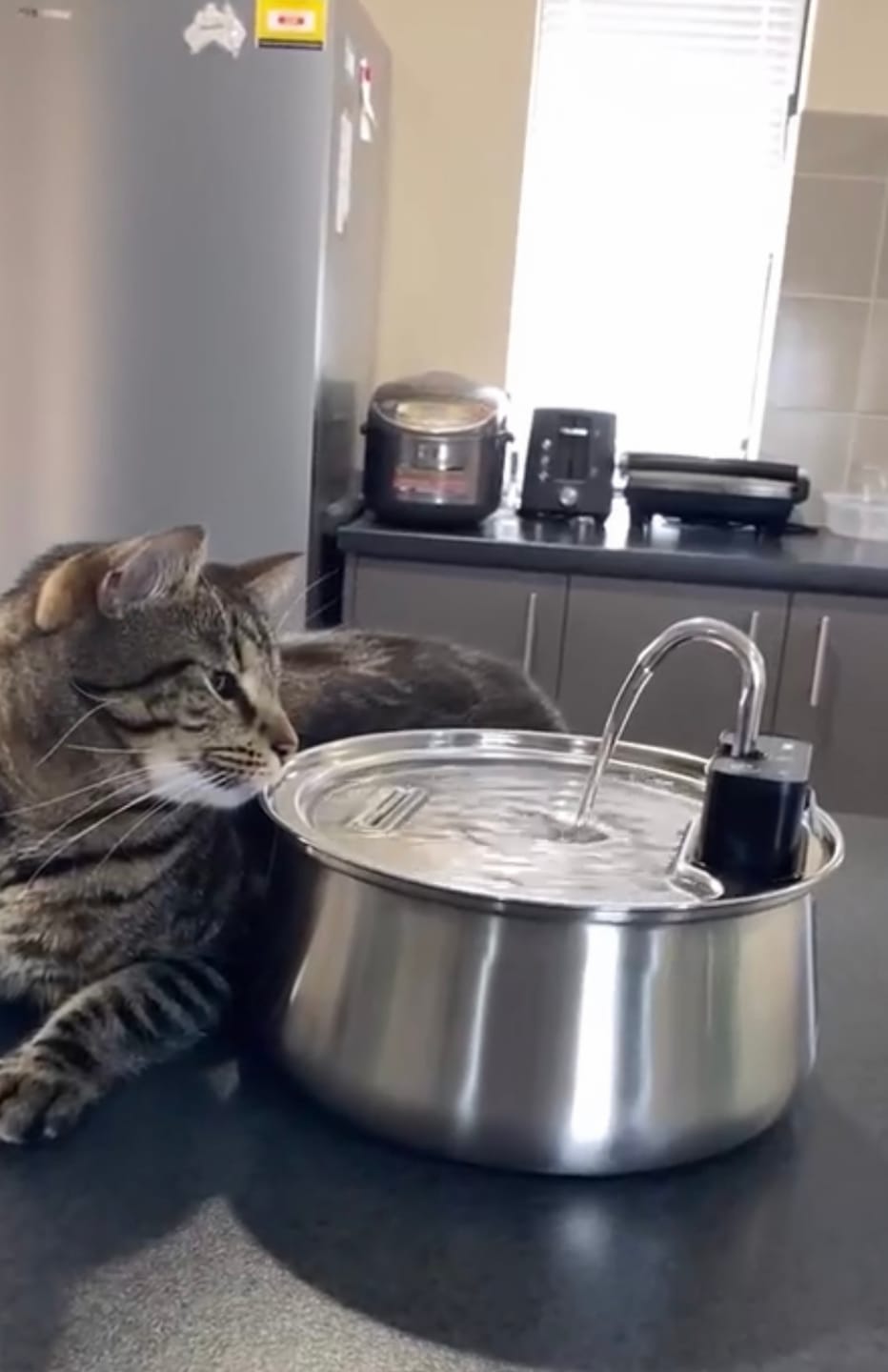 Customer photo review of Motion-Sensor Stainless Steel Pet Fountain
