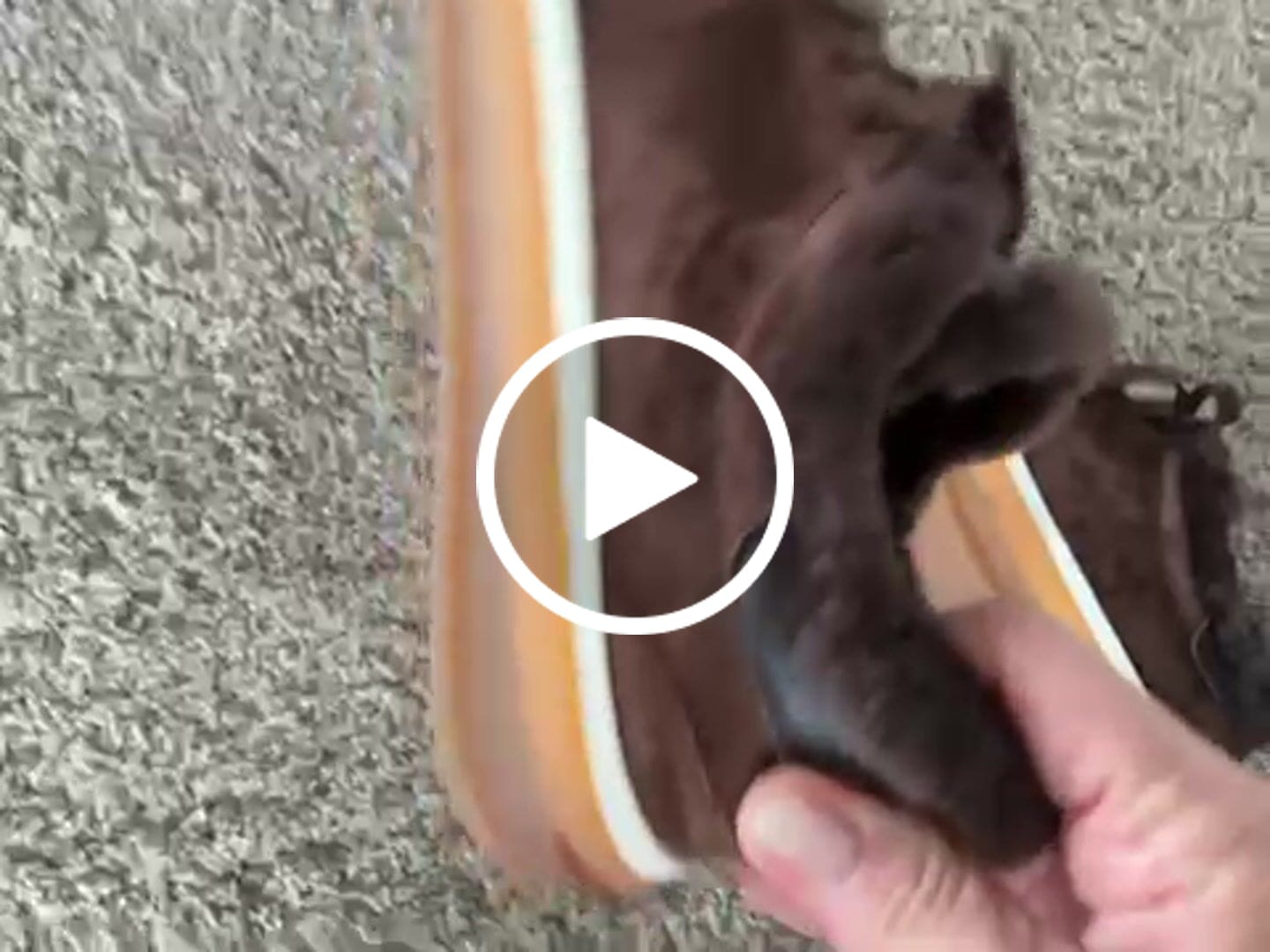 Customer video review of LP Tennis Walk Sneaker In Earth Brown Suede Lined With Wool Fleece 988266