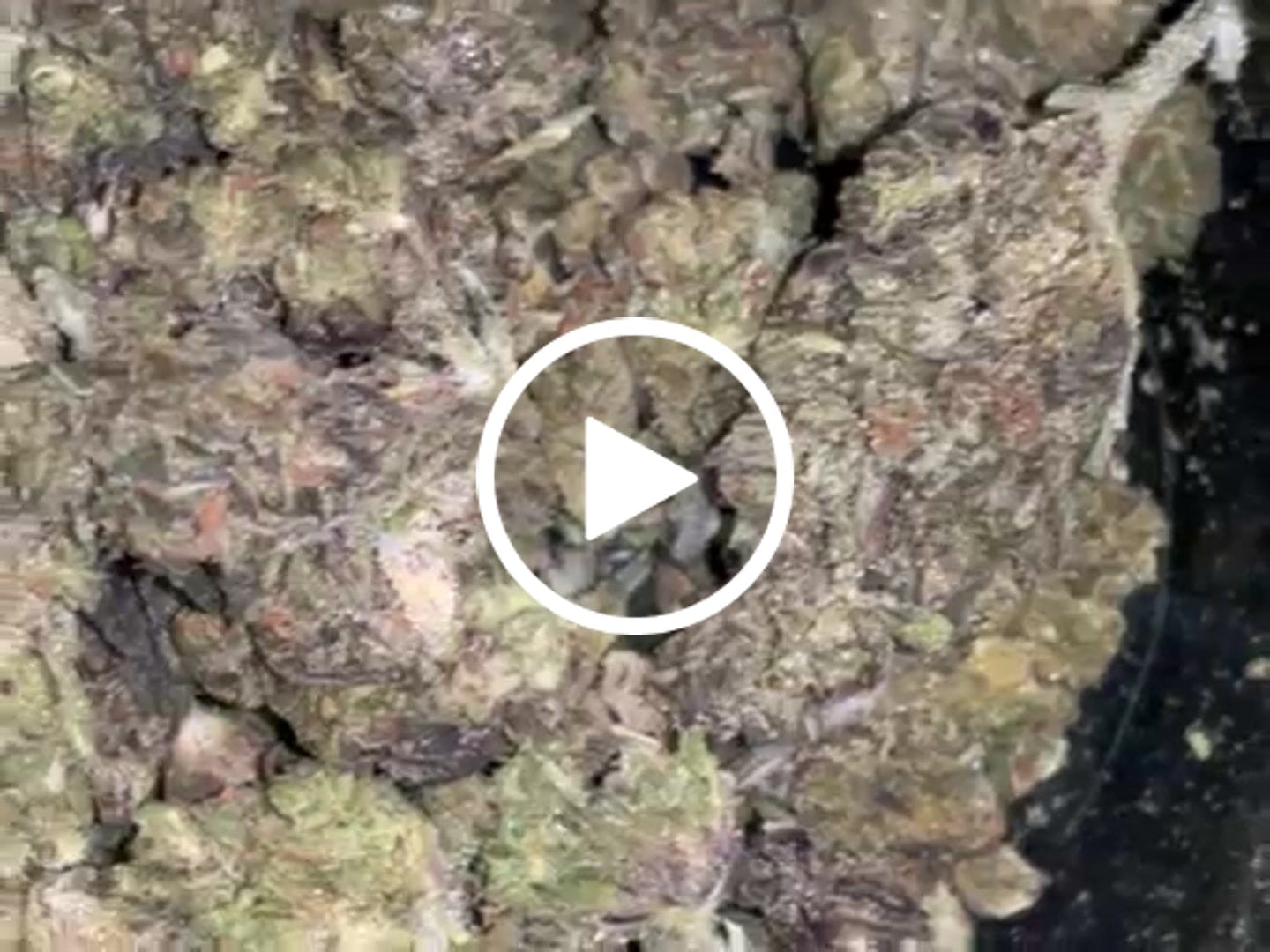 Customer video review of THCA Queen