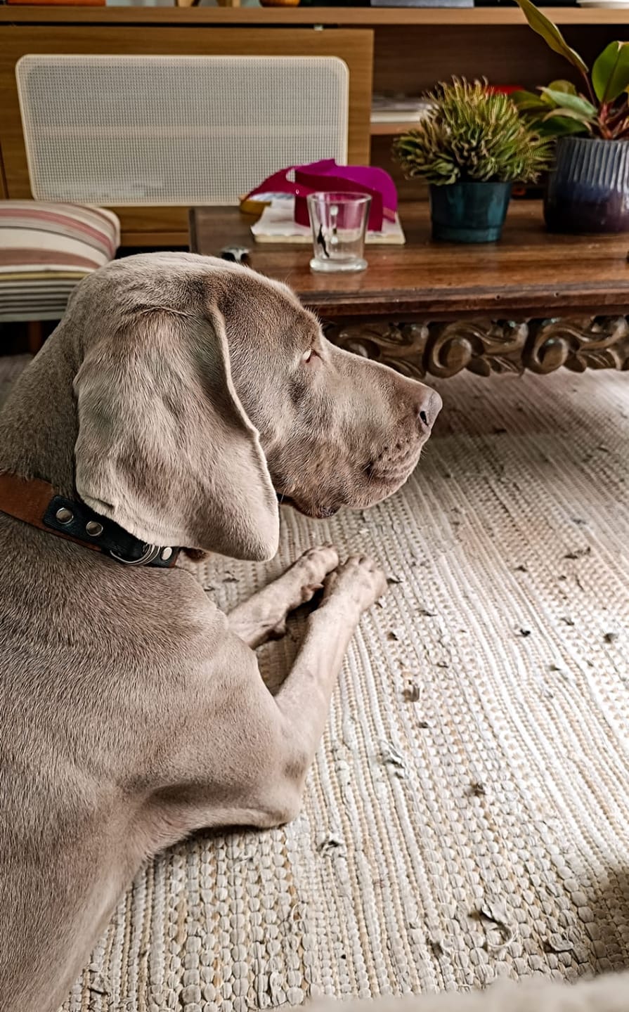 Customer photo review of Collar Duke Marrón Corrugado Envejecido/Jeans