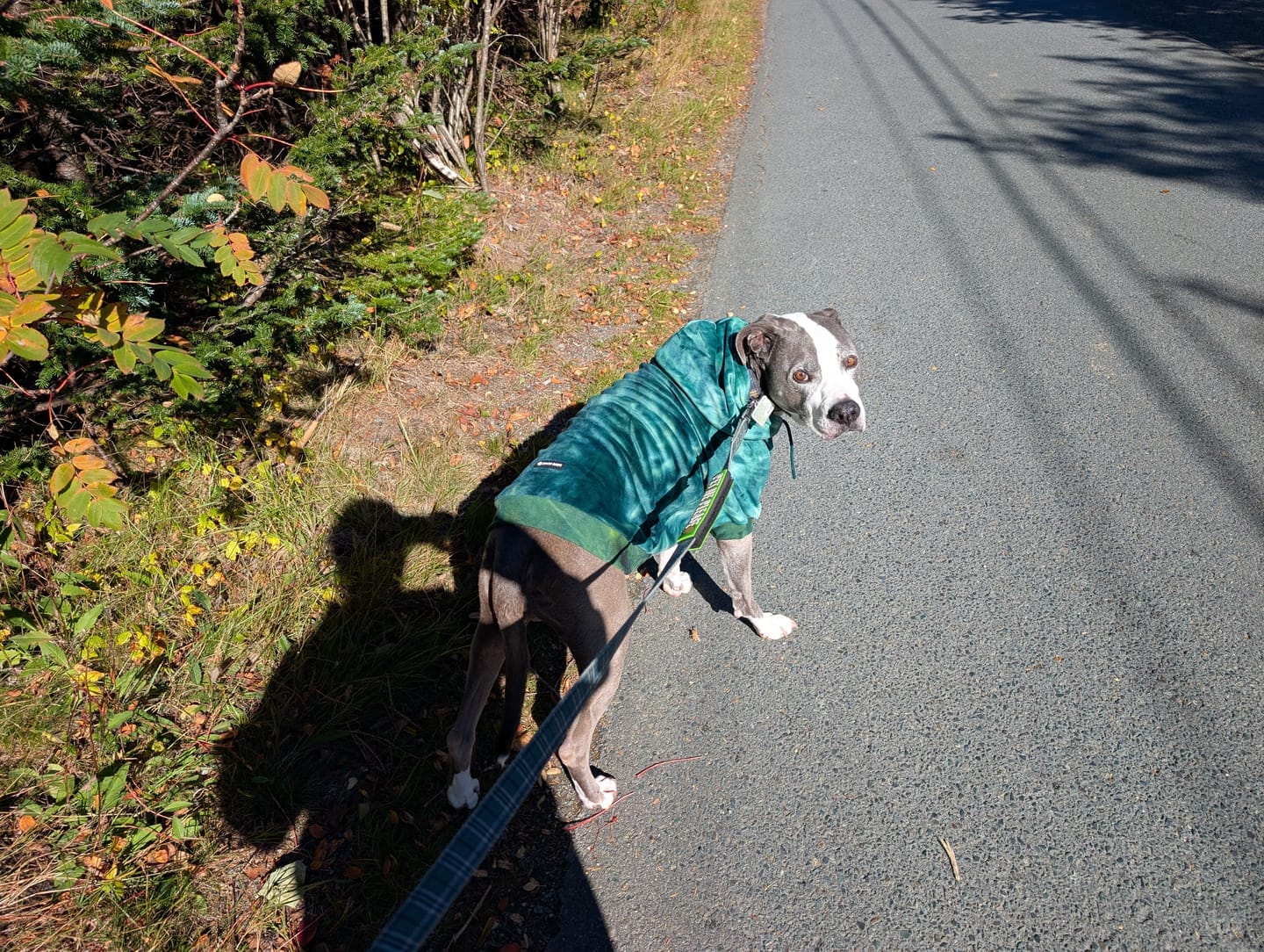 Customer photo review of Velvet Dog Hoodie - Emerald Green