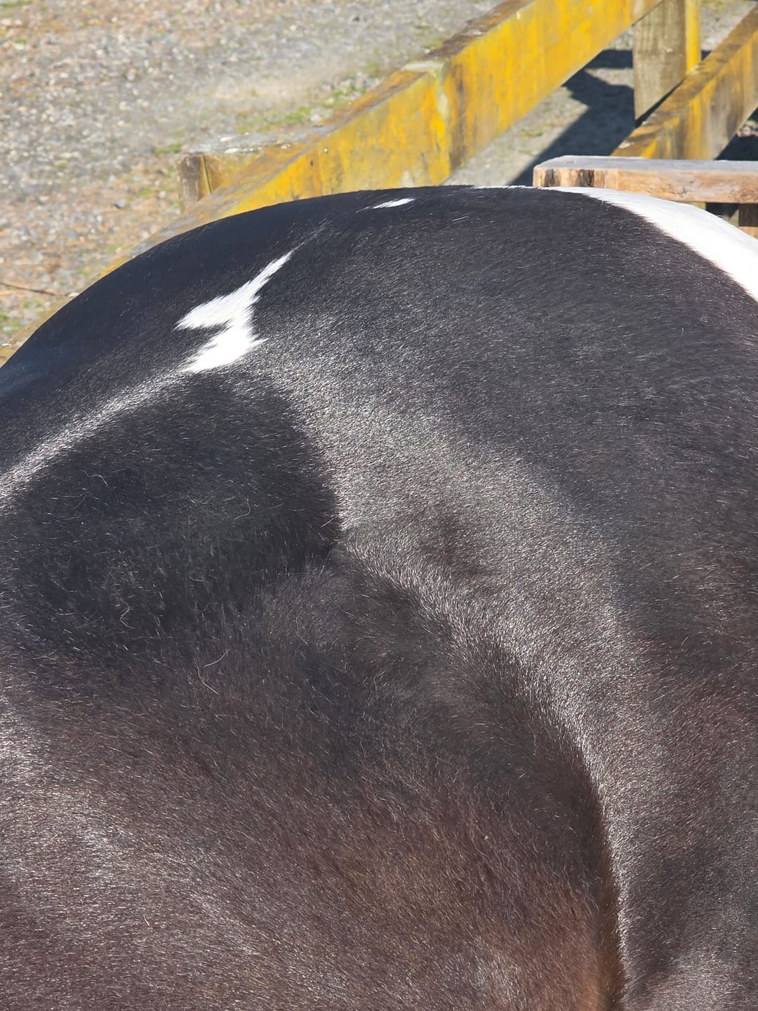 Customer photo review of Digestive EQ