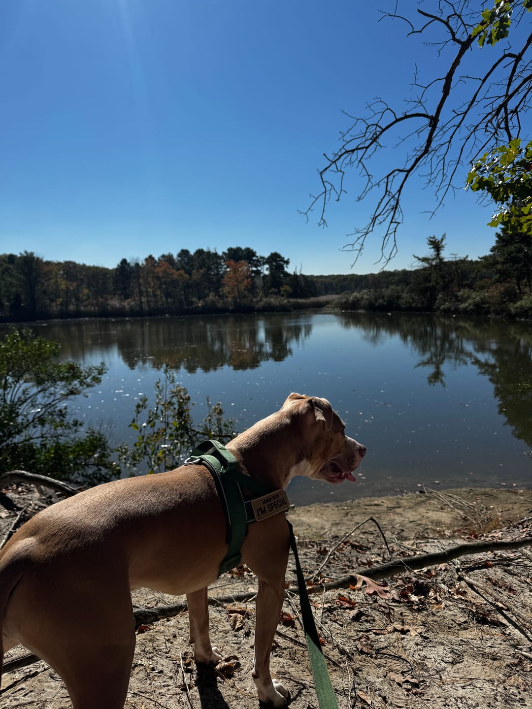 Customer photo review of Grab & Go Harness