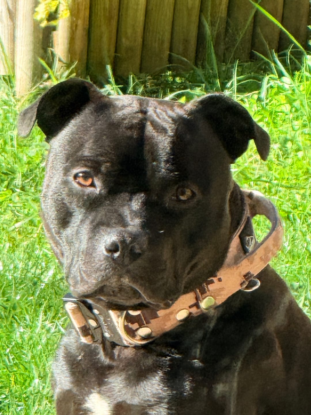 Customer photo review of Extreme Buckle Camo Beige - Starkt och säkert hundhalsband