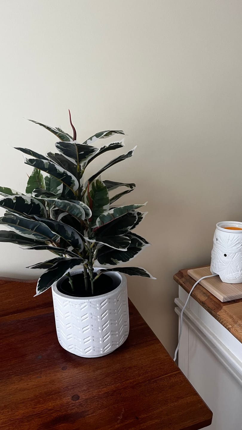 Customer photo review of Artificial Bushy Dense Variegated Ficus Tree (Rubber Tree) 50cm