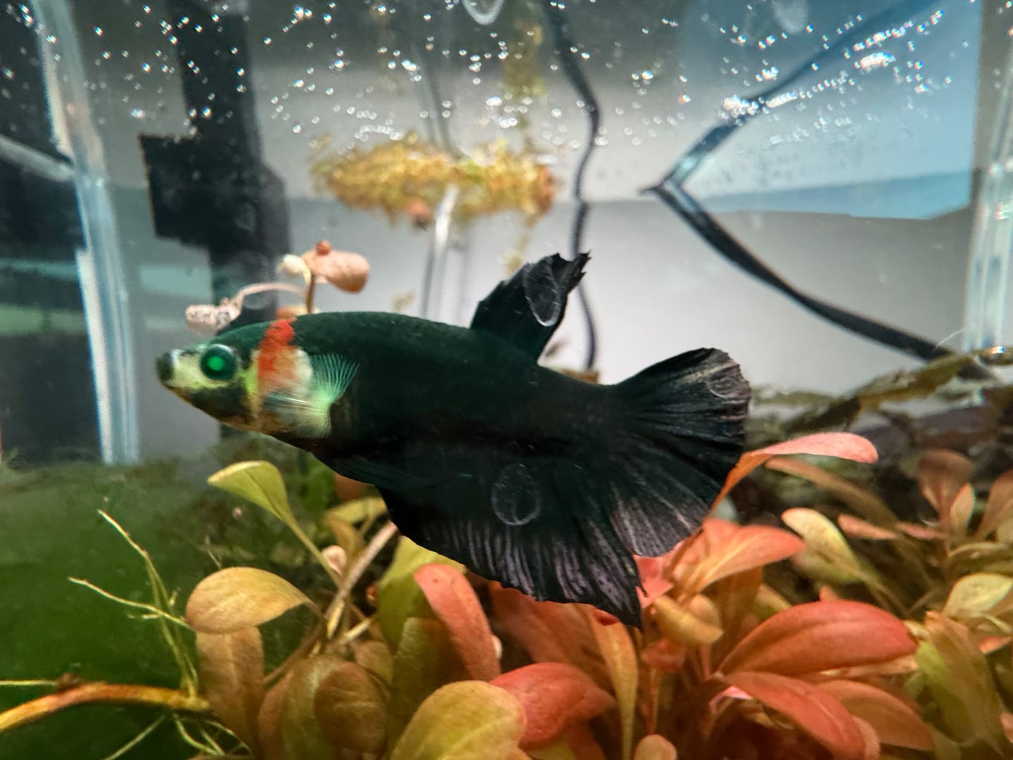 Customer photo review of Galaxy Hulk Plakat Male Betta Fish | Exotic Grade | You Pick