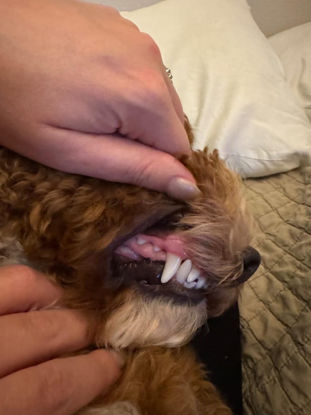Customer photo review of Natural Dog Dental Powder