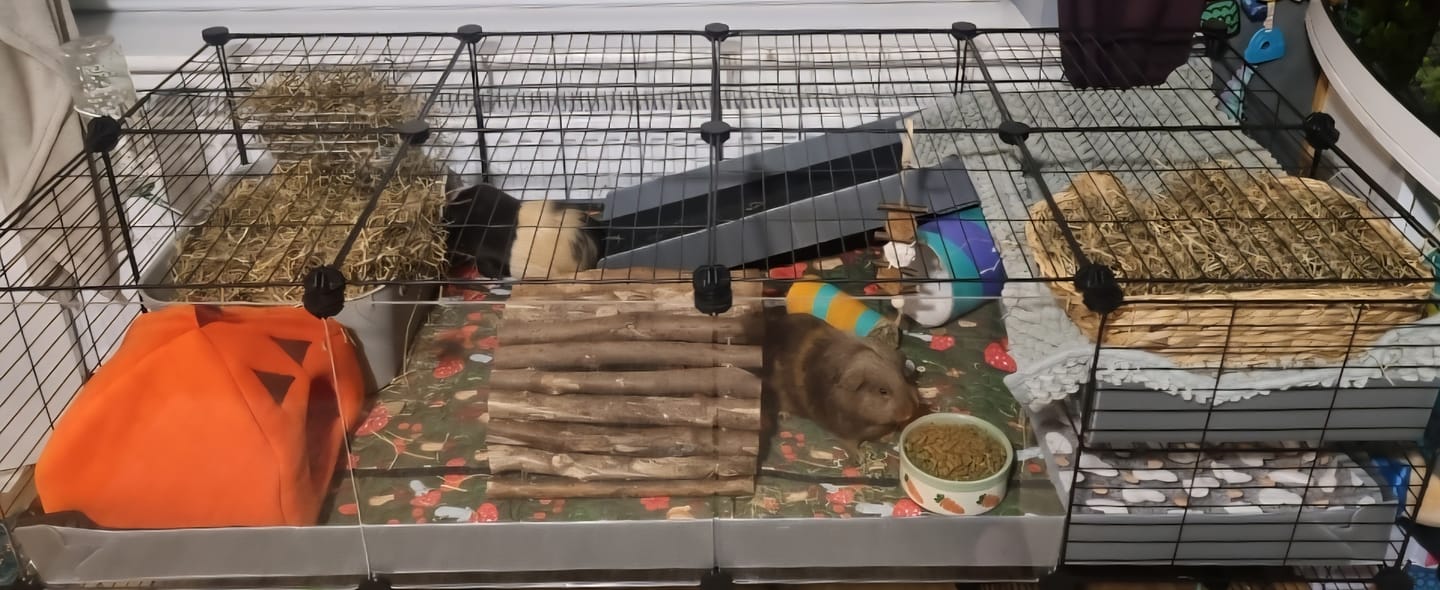 Customer photo review of The Kavee C&C Habitat - 4x2