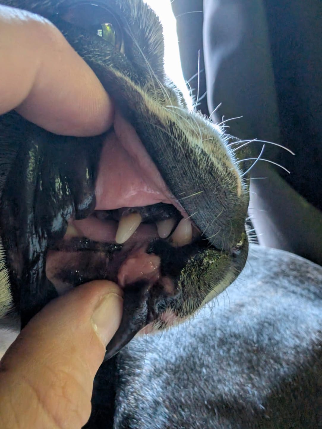 Customer photo review of Natural Dog Dental Powder