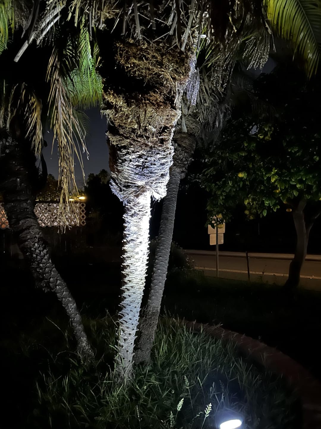 Customer photo review of Solar Spotlight Outdoor | Adjustable Aluminum Tree & Landscape Light | IP65, 3000K Warm White, Stake Mount