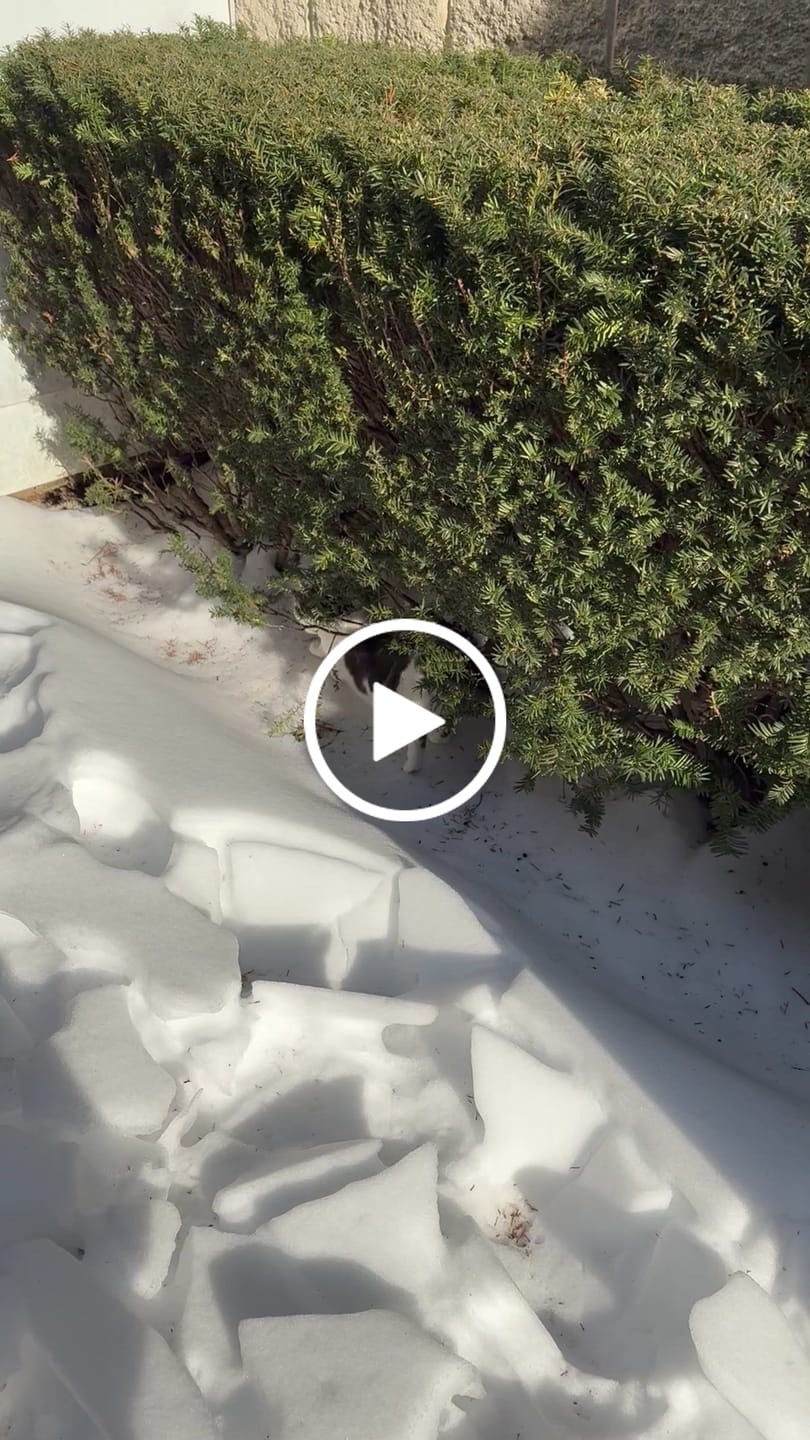Customer video review of Blisso Advanced Cat Probiotic