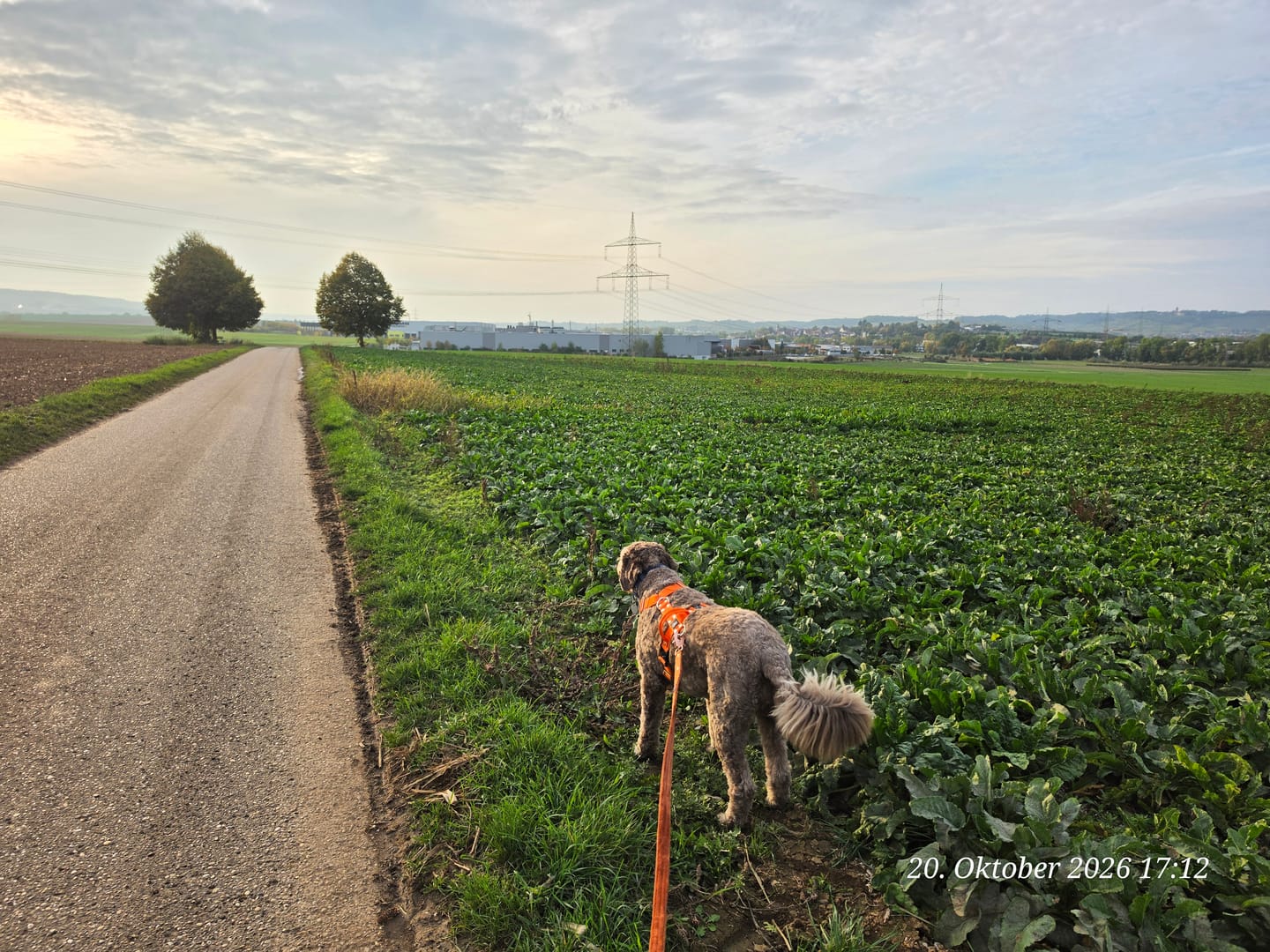Customer photo review of Easy Walk Extreme Orange - Sele med snabbspänne