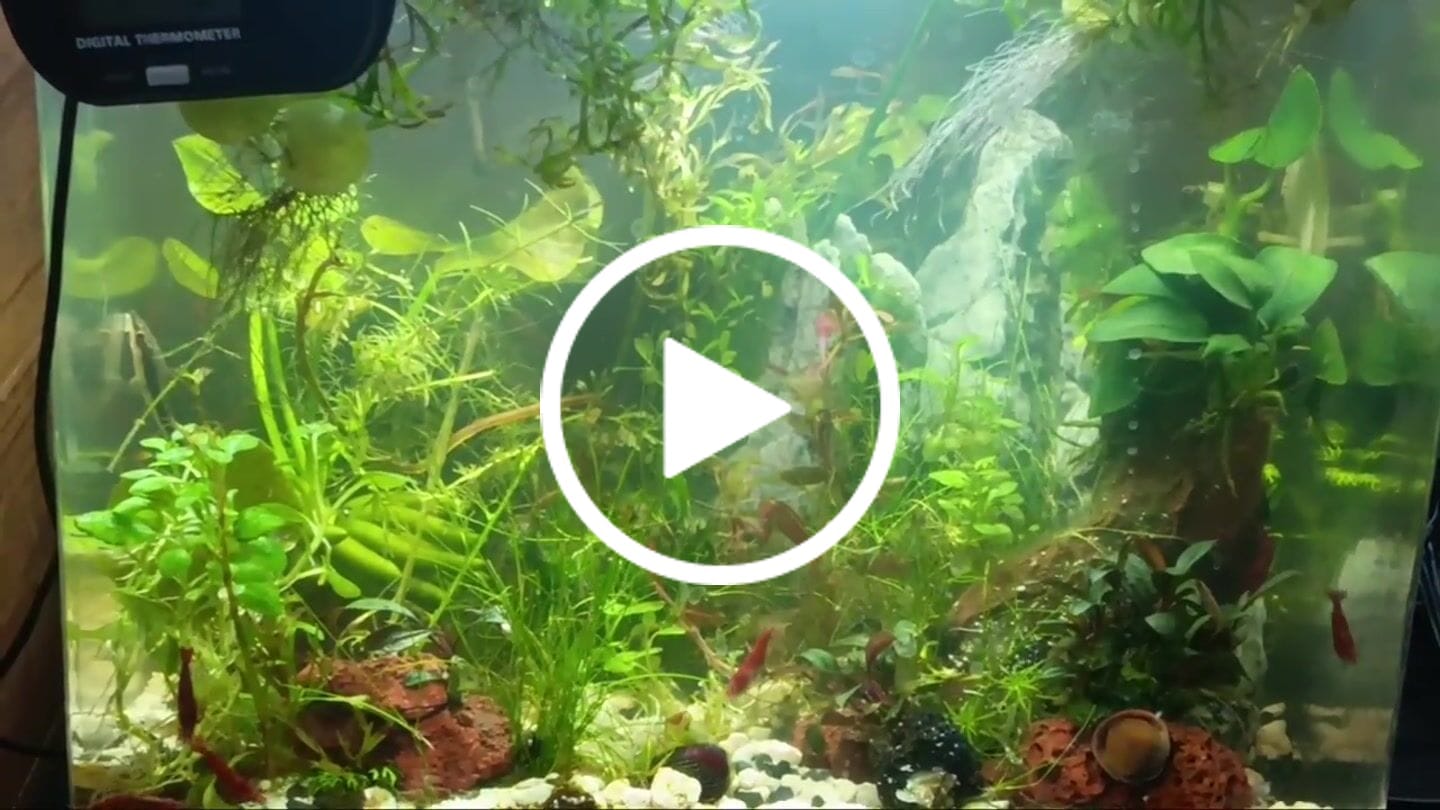 Customer video review of Fire Red Cherry Shrimp (Bright Red Neocaridina)